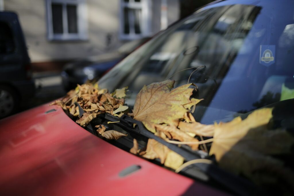 dried maple leaf on car